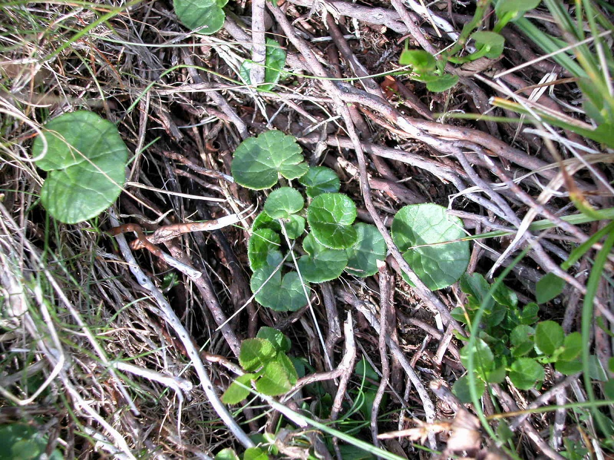 Homogyne alpina (Asteraceae)